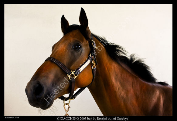 Gioacchino Head
